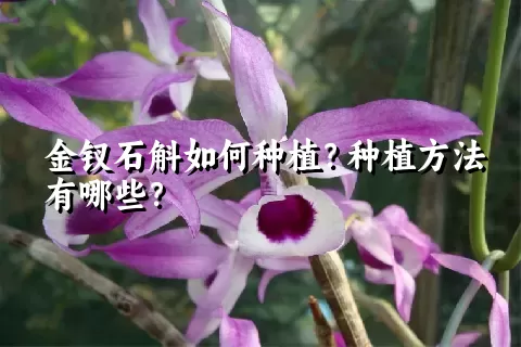 金钗石斛如何种植？种植方法有哪些？