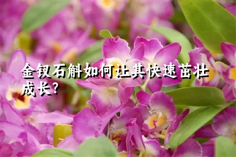 金钗石斛如何让其快速茁壮成长？