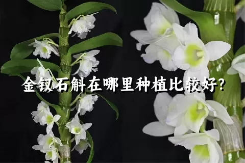 金钗石斛在哪里种植比较好？