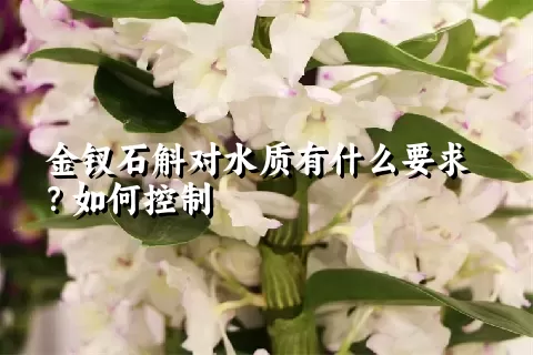 金钗石斛对水质有什么要求？如何控制