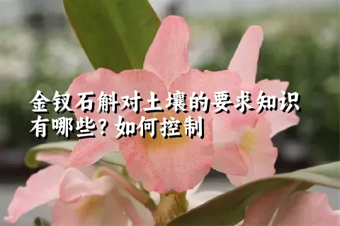 金钗石斛对土壤的要求知识有哪些？如何控制