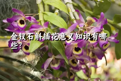 金钗石斛插花意义知识有哪些？