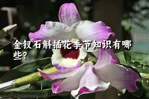 金钗石斛插花季节知识有哪些？