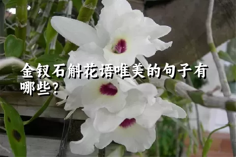 金钗石斛花语唯美的句子有哪些？