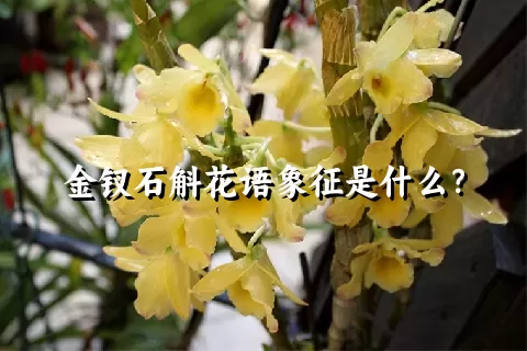 金钗石斛花语象征是什么？