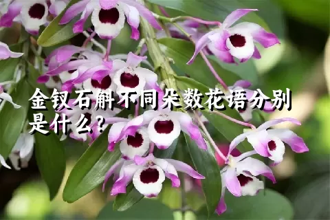 金钗石斛不同朵数花语分别是什么？