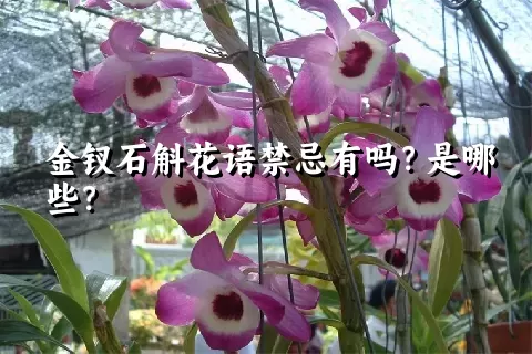 金钗石斛花语禁忌有吗？是哪些？