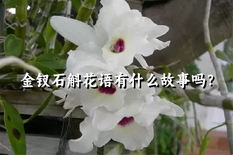 金钗石斛花语有什么故事吗？