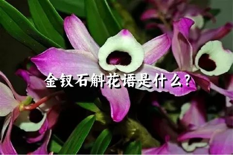 金钗石斛花语是什么？