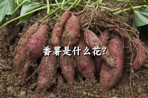 番薯是什么花？