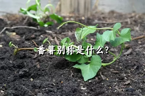 番薯别称是什么？