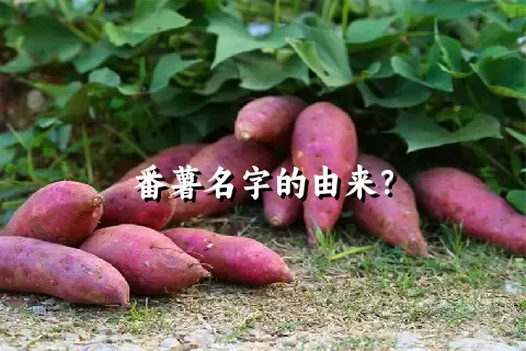 番薯名字的由来？