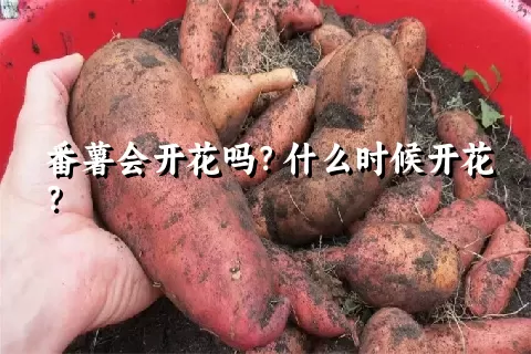 番薯会开花吗？什么时候开花？