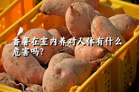 番薯在室内养对人体有什么危害吗？