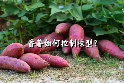 番薯如何控制株型？