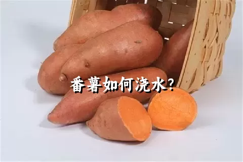 番薯如何浇水？