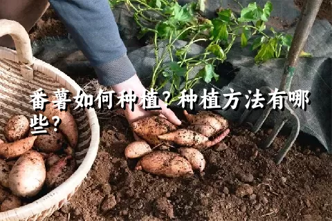 番薯如何种植？种植方法有哪些？