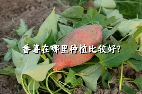 番薯在哪里种植比较好？