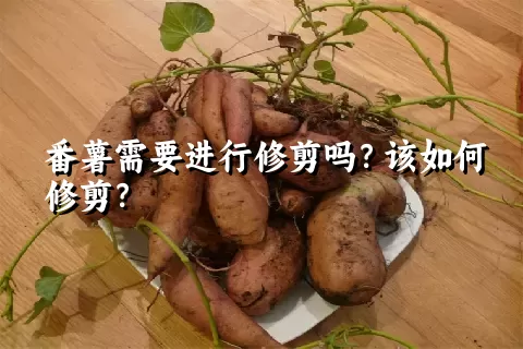 番薯需要进行修剪吗？该如何修剪？