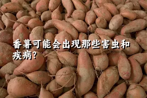 番薯可能会出现那些害虫和疾病？