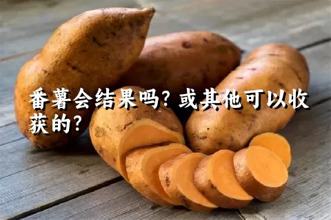 番薯会结果吗？或其他可以收获的？