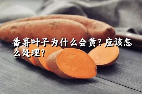 番薯叶子为什么会黄？应该怎么处理？