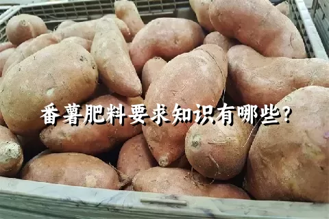 番薯肥料要求知识有哪些？