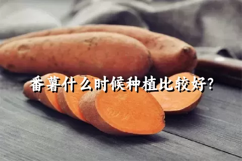 番薯什么时候种植比较好？