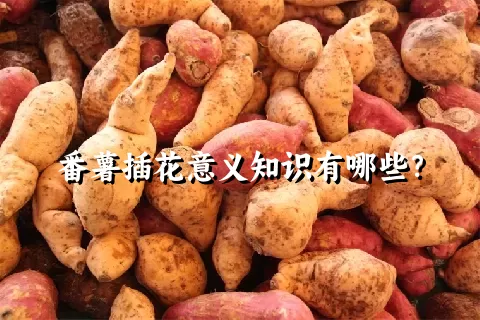 番薯插花意义知识有哪些？