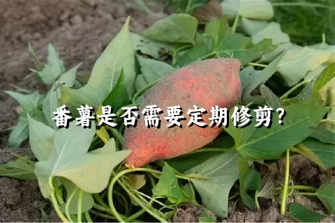 番薯是否需要定期修剪？