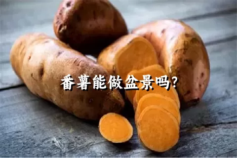 番薯能做盆景吗？