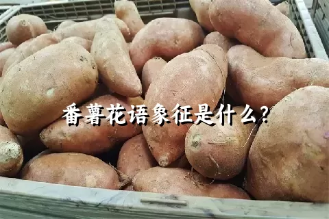 番薯花语象征是什么？