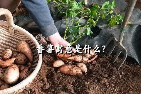 番薯寓意是什么？