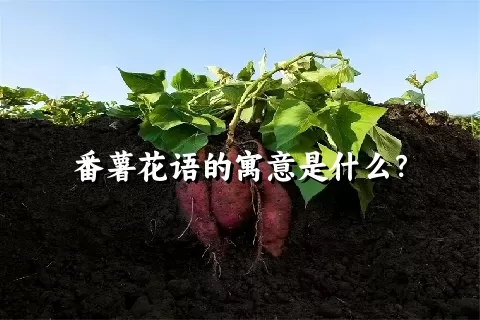 番薯花语的寓意是什么？