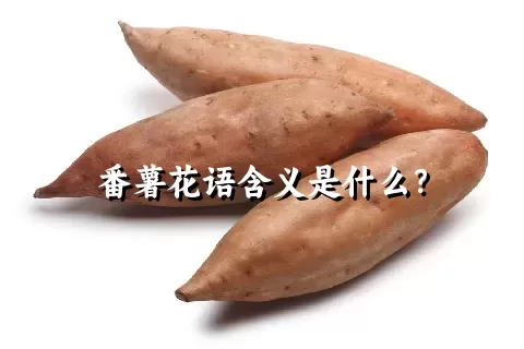 番薯花语含义是什么？