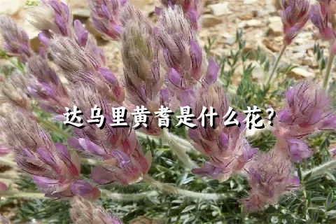 达乌里黄耆是什么花？