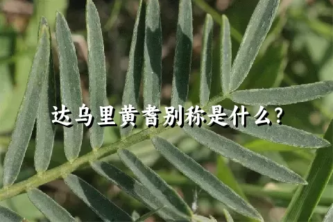 达乌里黄耆别称是什么？