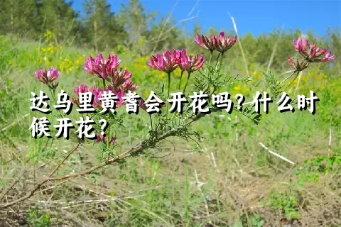 达乌里黄耆会开花吗？什么时候开花？