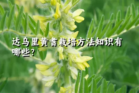 达乌里黄耆栽培方法知识有哪些？