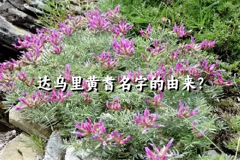 达乌里黄耆名字的由来？