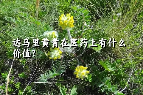 达乌里黄耆在医药上有什么价值？