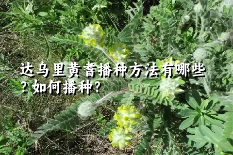 达乌里黄耆播种方法有哪些？如何播种？