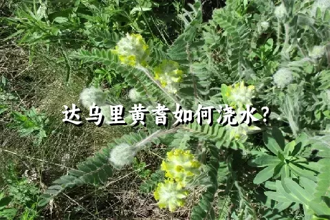 达乌里黄耆如何浇水？