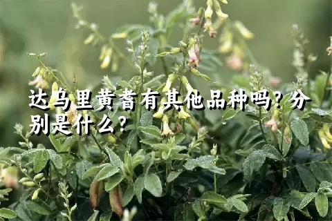 达乌里黄耆有其他品种吗？分别是什么？