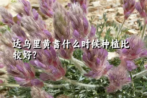 达乌里黄耆什么时候种植比较好？