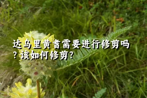 达乌里黄耆需要进行修剪吗？该如何修剪？