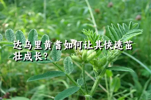 达乌里黄耆如何让其快速茁壮成长？