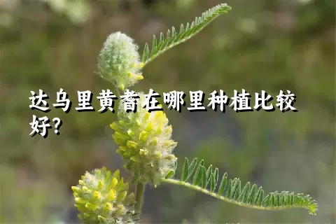 达乌里黄耆在哪里种植比较好？