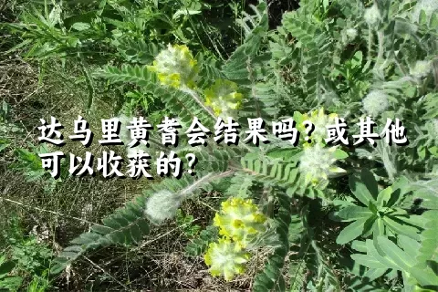 达乌里黄耆会结果吗？或其他可以收获的？