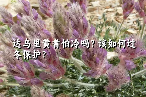 达乌里黄耆怕冷吗？该如何过冬保护？